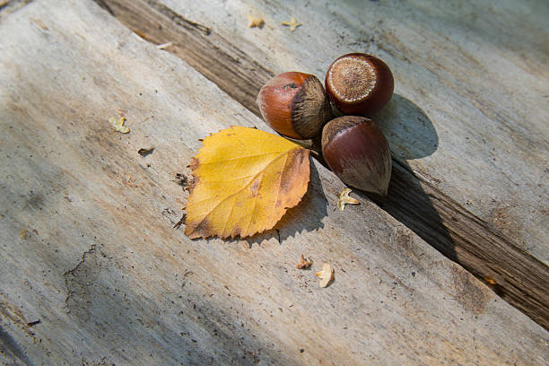 istock Hazelnuts and yellow leaf lies on a wooden surface 622289386