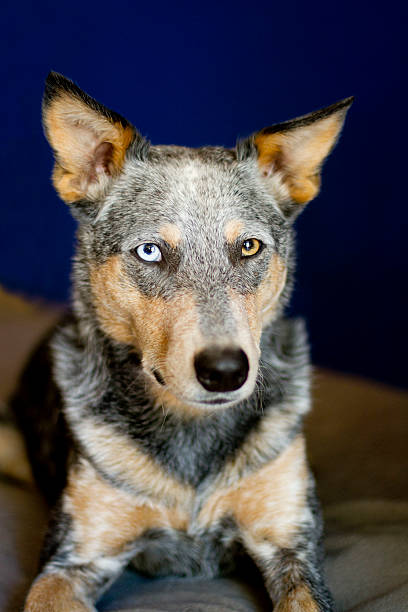 istock Australian Cattle Dog Mix Laying on bed natural lighting 622290370