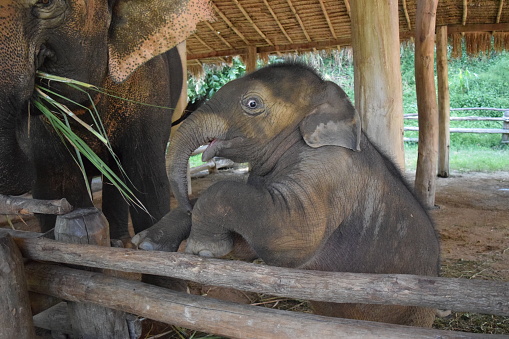 Wild elephants in Kadulla national park, Sri-Lanka