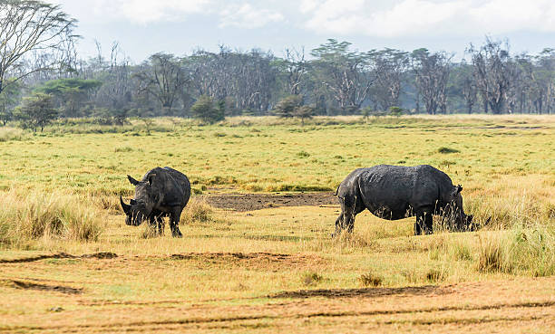istock Wild Rhino in Kenya, Africa 622291690