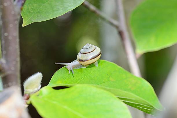 istock Snail (SANIN-MAIMAI (Euhadra dixoni)) on green leaves 622291772