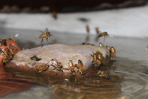 Single bee on a honey comb.