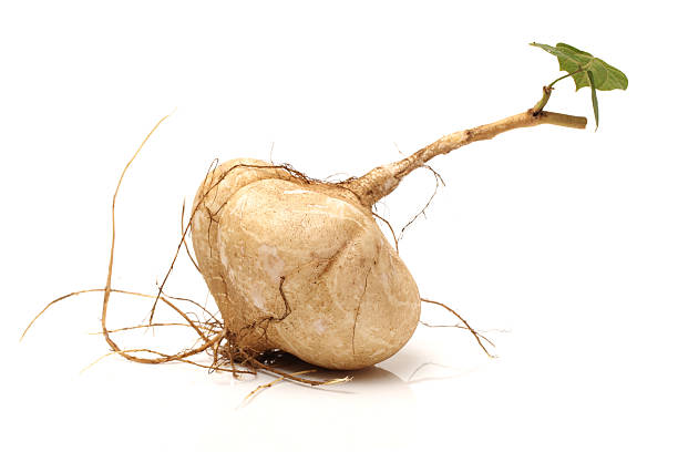 Whole Jicama
Whole Jicama isolated on white background pachyrhizus erosus stock pictures, royalty-free photos & images