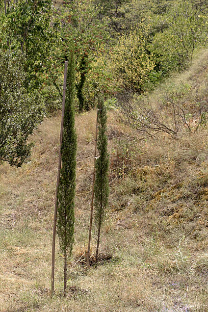 istock Young plants in the   nature background 622294200