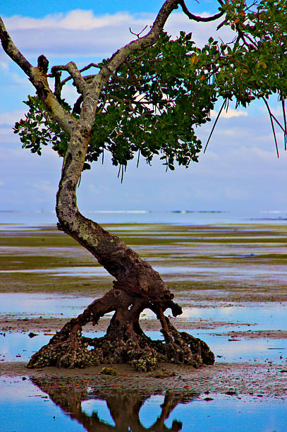 istock Loneliness of the tree 622294224