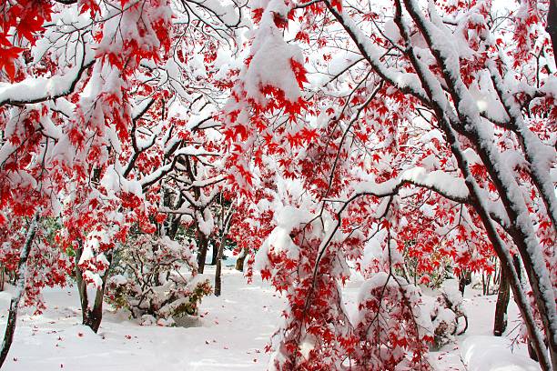 istock Late fall and powdery snow 622294304