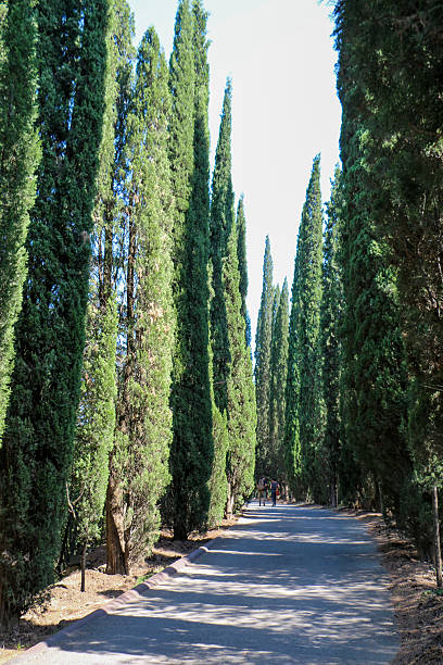 istock Cypreast trees in the   nature background 622294350