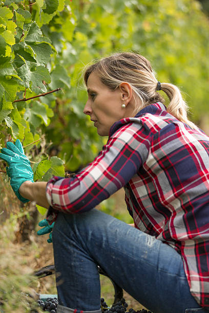 istock female farmer in vineyard 622294922
