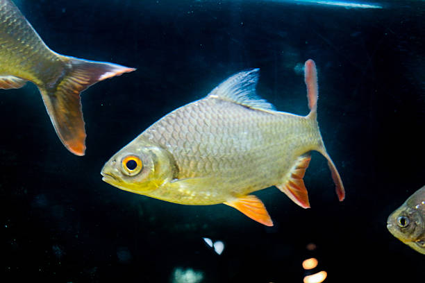 istock Beautiful fish in the aquarium 622295310