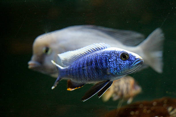 istock Beautiful fish in the aquarium 622295354