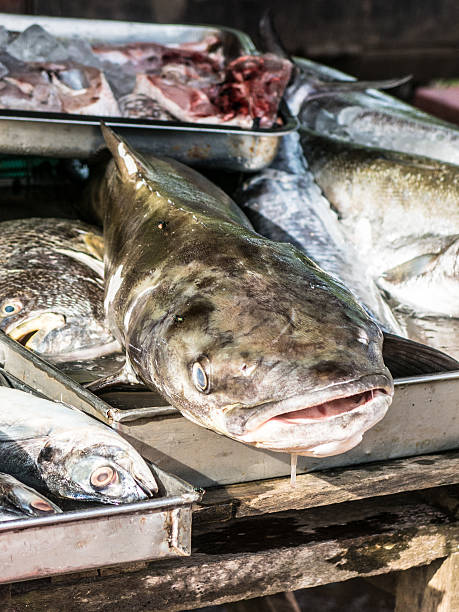 istock Cobia (Rachycentron canadum) Perciform Seafood Fishmonger Fish Market Catch 622295798