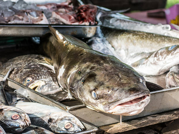 istock Cobia (Rachycentron canadum) Perciform Fishmonger Seafood Raw Food Catch 622295844