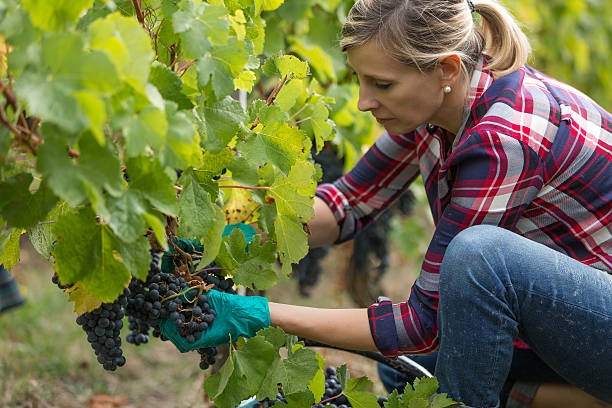 istock female farmer in vineyard 622295880