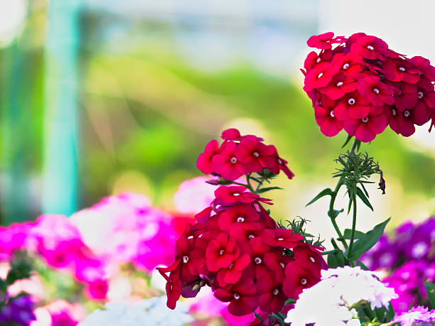 Flowers in In Suva town, Fiji Islands