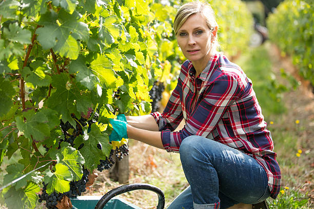 istock female farmer in vineyard 622296218