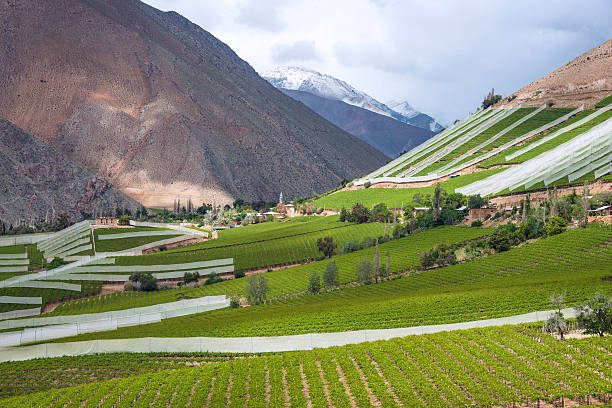 vigneto primavera. elqui valley, delle ande, cile - desert wine foto e immagini stock