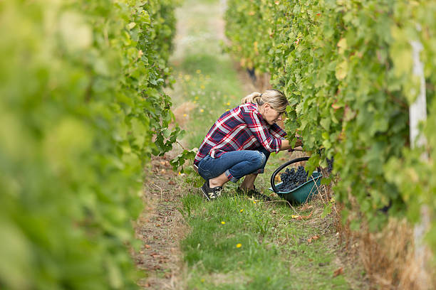 istock female farmer in vineyard 622297944