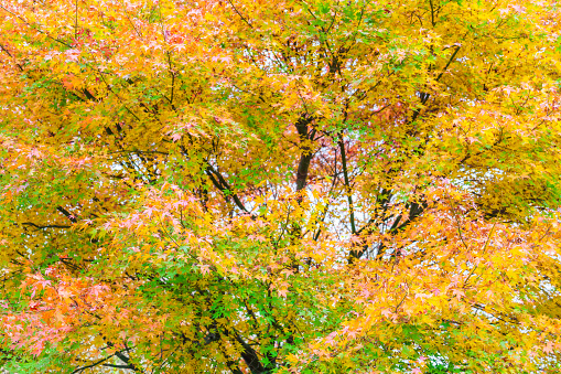 Japanese Maple, Autumn leaves in Japan.