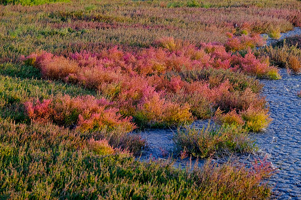 plantas suculentas multicoloridas ao pôr do sol em pântanos de camargue - herb famous place backwater standing water - fotografias e filmes do acervo