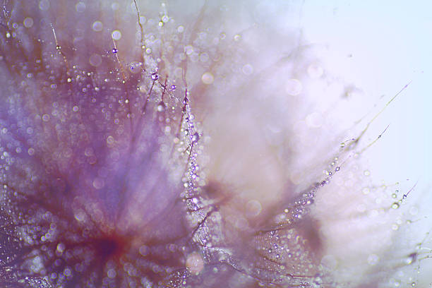 istock Abstract nature, wet Meadow Salsify, dandelion (goatsbeard) 622298834