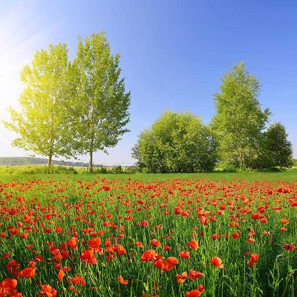 istock Red poppy field in sunny day. 622298970
