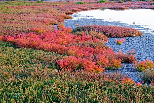 Multi-coloured succulents plants at sunset in Camargue wetlands Beautiful multi-coloured succulents plants with autumnal colours at sunset in Camargue tidal wetlands.  Horizontal, copy space salicornia stock pictures, royalty-free photos & images