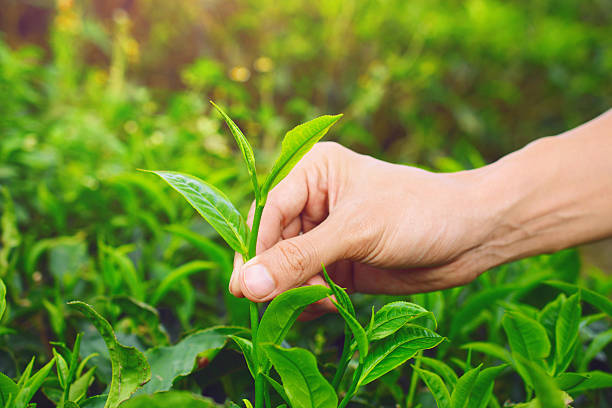 picking tip of green tea leaf - tea pickers imagens e fotografias de stock