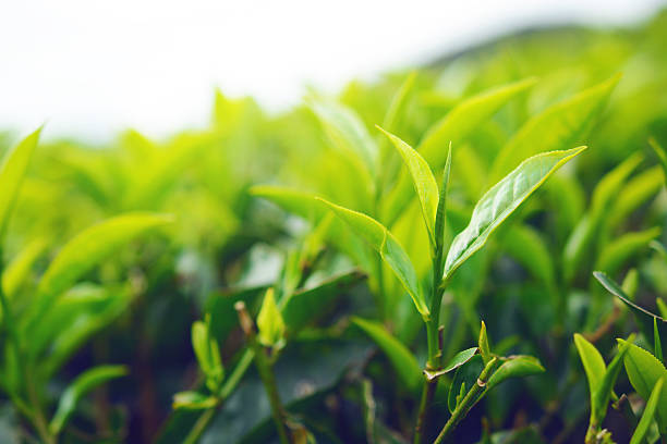 istock tip of green tea leaf 622301928