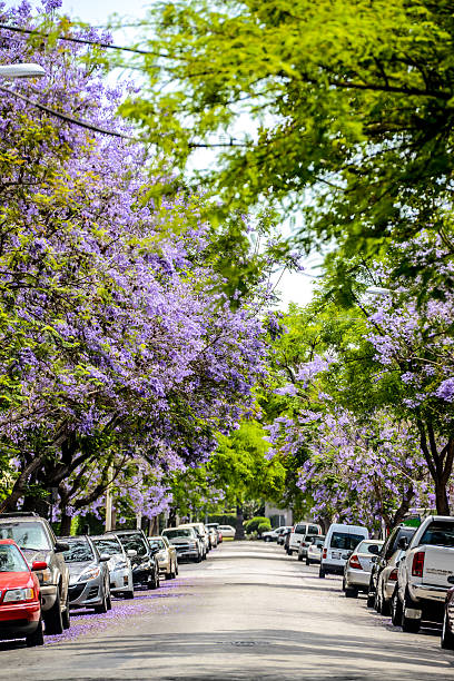 istock Spring blossom in West Hollywood, CA, USA 622301974