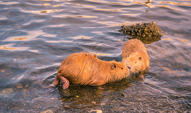 istock Two cute coypu kissing on water 622302512