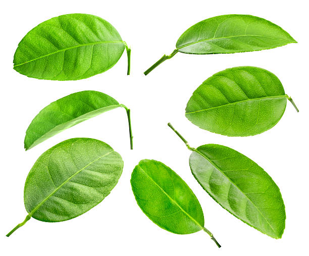 istock Citrus leaves isolated 622302642