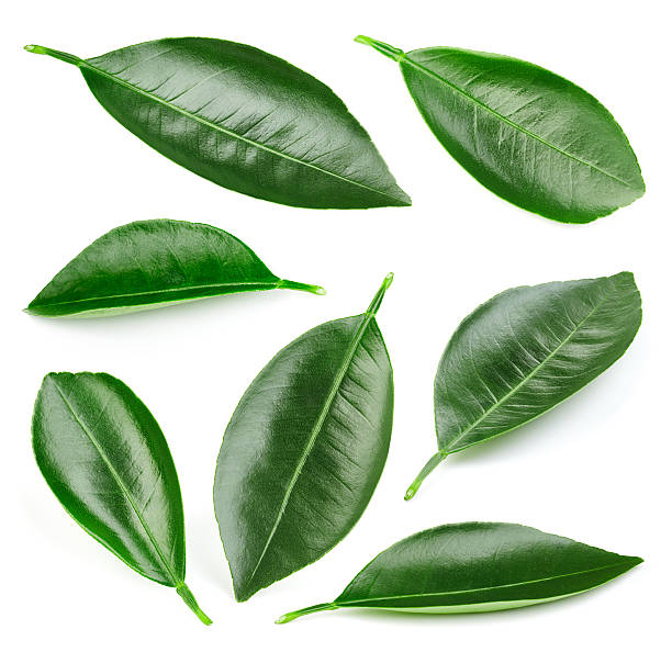 istock Citrus leaves isolated 622302810