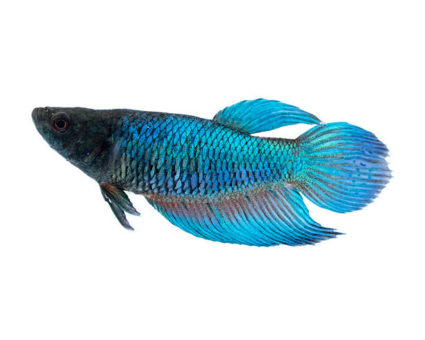 istock Image of a fighting fish on white background. 622304072