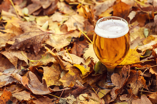 Glass of light beer on a forest floor leaves on an autumn day