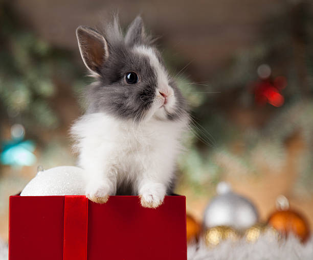 istock Animal, Rabbit, bunny on Christmas background 622304874