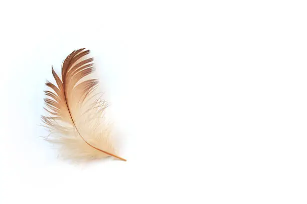 feather on white background