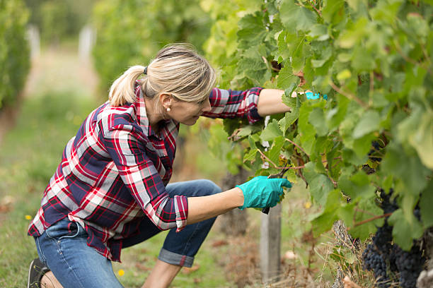 istock winegrower woman harvesting 622305746