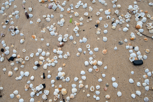 A bizarre forms seashells lie in the sand on the beach.