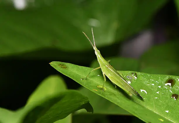 Photo of Grasshopper