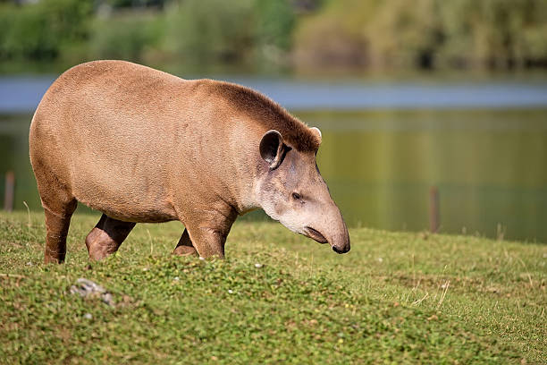 tapir in einer lichtung, - tapir stock-fotos und bilder