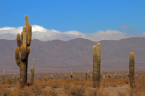 Cactus forest in los Cardones National Park near Cachi, Argentina