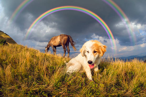 istock Shepherd and faithful shaggy dog 622308992