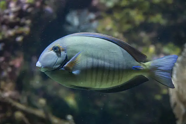 Doctorfish (Acanthurus chirurgus), also known as the doctorfish tang.