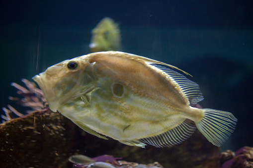 John Dory (Zeus faber), also known as the Saint Peter's fish.