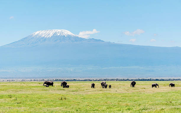 istock Elephants in Kenya with Kilimanjaro mount in the background 622310406