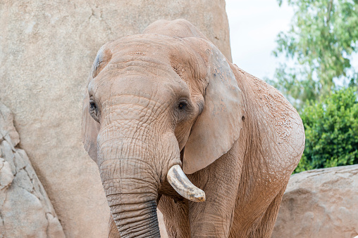 poor elephant in Thailand