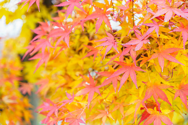 istock Close-up of maple trees in autumn 622311302