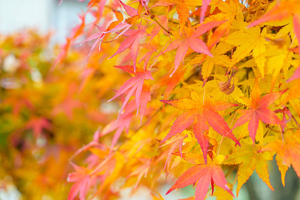 istock Close-up of maple trees in autumn 622311372