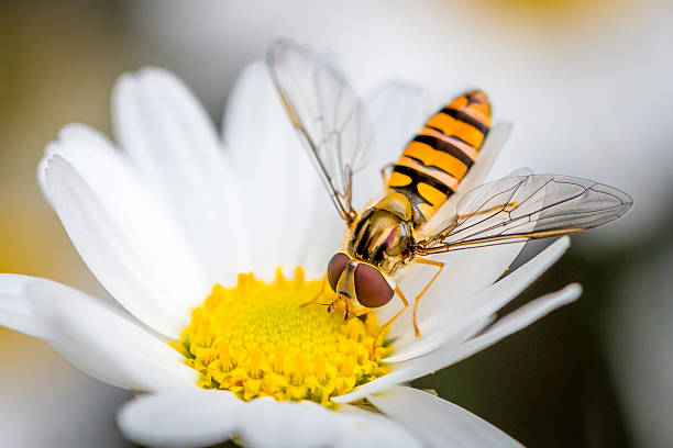 hoverfly essen von einer gänseblümchen blume - hoverfly nature white yellow stock-fotos und bilder