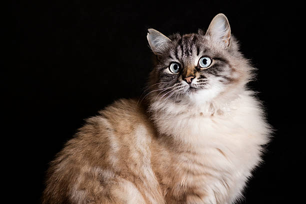 istock portrait of Siamese cat on a black background 622311508